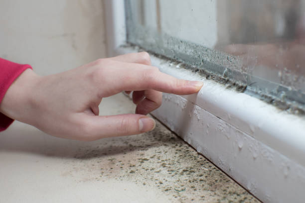 Best Biohazard Mold Removal  in Brookfield Center, OH